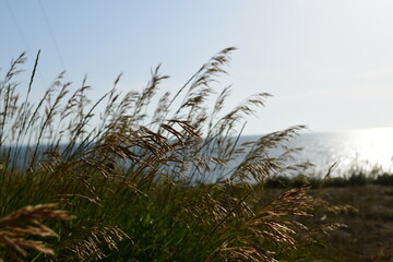 grass and sky