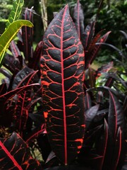 Red leaf