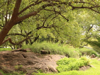 “A tree is our most intimate contact with nature.”

― George Nakashima

