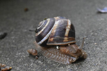 garden snail on the road