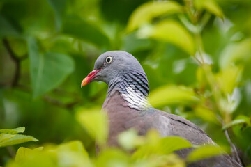 Selective focus photo. Common wood pigeon bird.