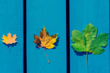 two autumn leaves on the gray background . Abstract background of leaves. The concept of leaf fall, autumn