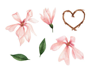 Pink magnolia in watercolor