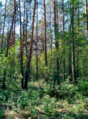 Beautiful pine forest in the summer.