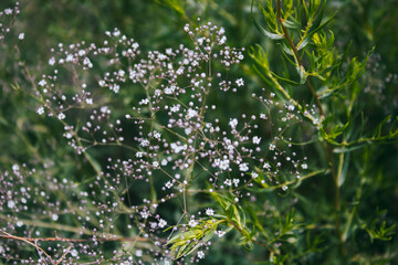 Abstract beautiful nature background. Green nature background.