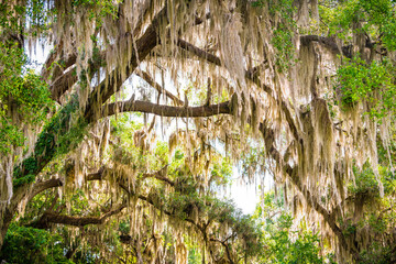 Gainesville, Florida canopy on street road of Southern live oak tree branches with hanging Spanish moss in Paynes Prairie State Park