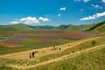 Obraz premium Blooming of lentil on Castelluccio di Norcia plain