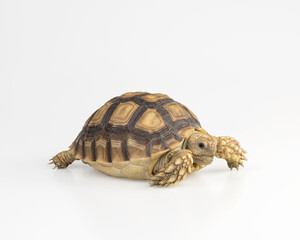 African species of tortoise (Centrochelys sulcata) isolated on white background. with clipping paths.