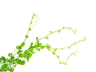 vines or green creeping plants