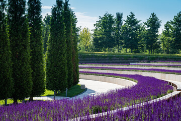 Semicircular concrete terraces with beautifully blooming purple sage merge into rows of clipped...