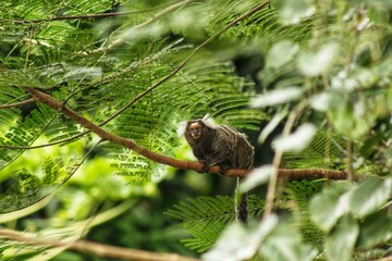 Fototapeta premium Sagui