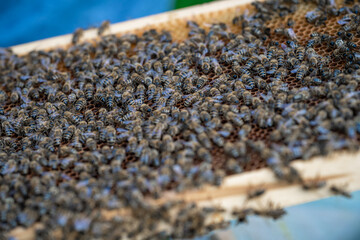 wax frame in bee hive, honey production