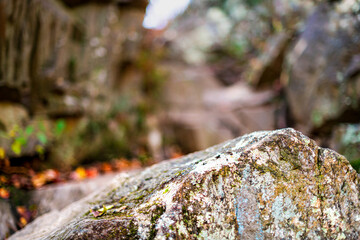 Closeup of rock covered in lichen moss in Great Falls national park by Billy Goat hiking trail in Maryland with autumn foliage in blurry background