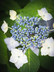 Hydrangea