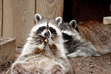 raton laveur © schoefolt