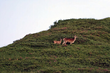 a red deer calf and his mother in the morning on the horizon on the mountains in summer
