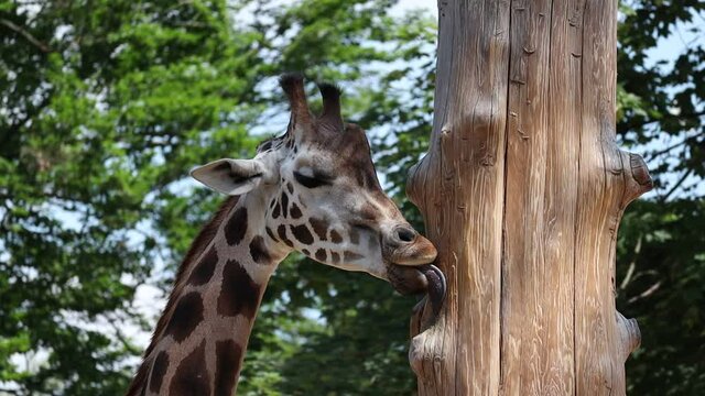 Rothschild's Giraffe Licks Wooden Tree in Czech Zoo. Beautiful African Animal in Zoological Garden during Day.