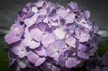 Hydrangea