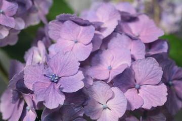 Obraz premium Hydrangea