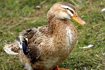 canard