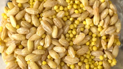 Millet and rice are mixed. Cereal grains. Ingredients for side dishes and porridge. Cooking. Cooking food. Mixed cereals. View from above. Close-up.