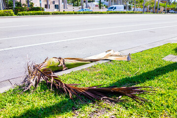 Hollywood, Florida Broward County North Miami Beach with sidewalk street road by houses near the beach and fallen palm tree branch leaf from hurricane - Powered by Adobe