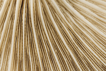 Closeup of white mushroom gills