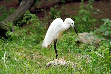 oiseau