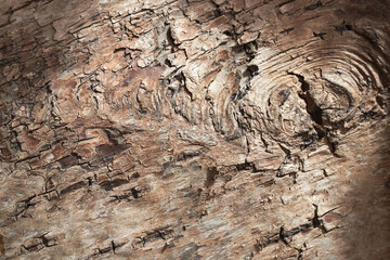 impregnated texture of birch bark with a knot