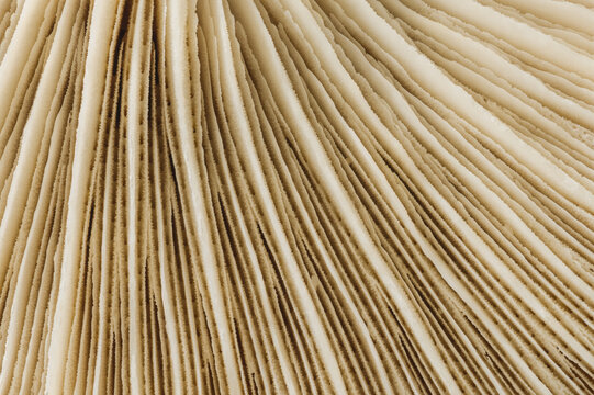 Closeup of white mushroom gills
