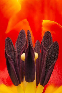 Stamens and pestle of red tulip flower