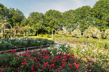 Naklejka premium Blooming roses with different colors in the park