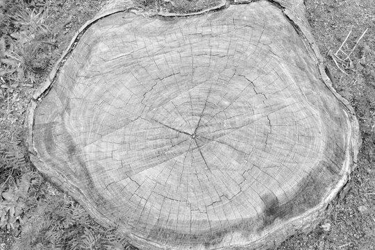 250 745 件の最適な 切り株 画像 ストック写真 ベクター Adobe Stock