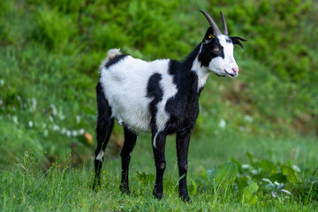 Obraz premium a black-white goat alone in the green meadow