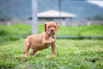 A cute brown pit bull, less than a month old, walks freely on the wide lawn in the dog farm. Prolific, stout puppies require a lot of love and care.