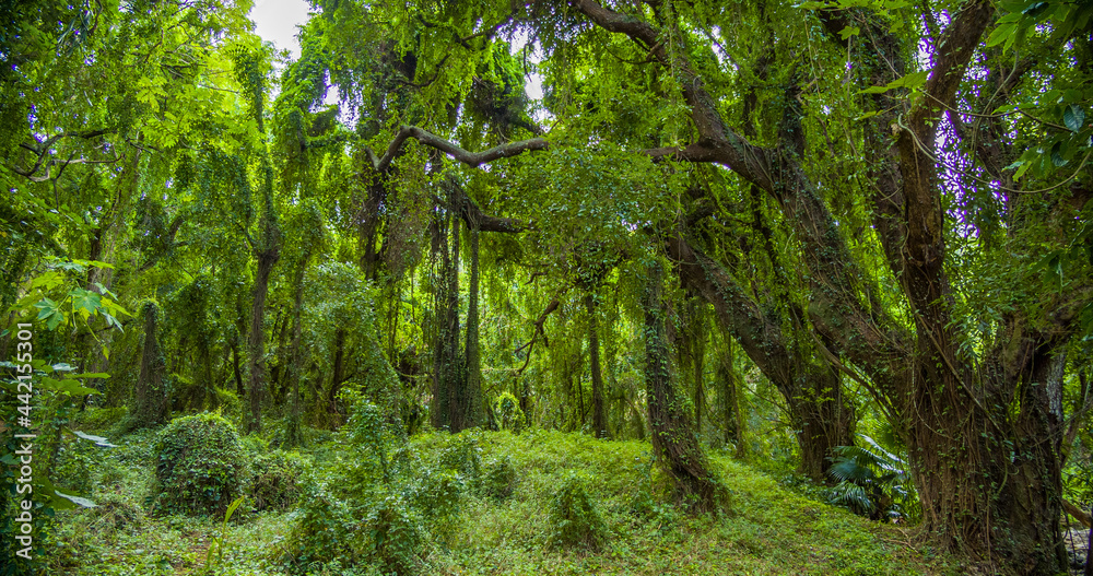 Wall mural Tropical park. Amazing green forest. Big trees with vines and  moss. Honolua bay, Maui, Hawaii