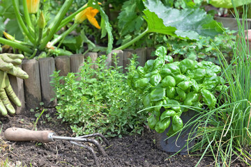 basil potted and aromatic plants  in a garden