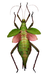 Green stick insect isolated on white. Malayan Jungle Nymph or Heteropteryx dilatata malaysia. 