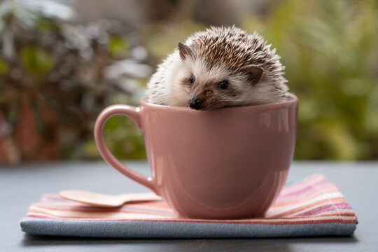 Hedgehog in cup on table