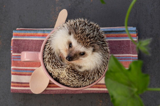 Hedgehog in mug on table