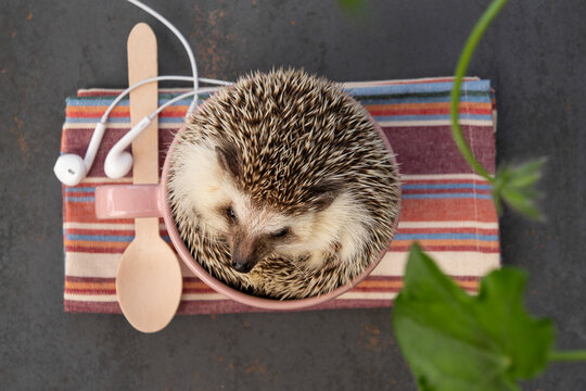 Hedgehog in mug on table