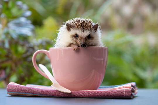 Hedgehog in cup on table