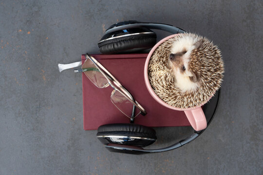 Adorable hedgehog sitting in cup on table with headphones