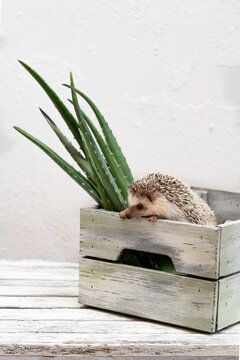 Adorable hedgehog sitting in box with aloe leaves