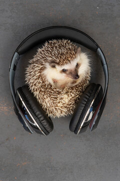 Tiny cute hedgehog on table with headphones