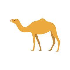 Flat camel on white background