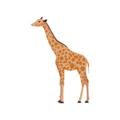 Flat giraffe on white background