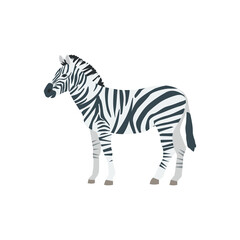 Fototapeta na wymiar Flat zebra on white background