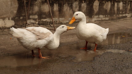 Big duck with white feathers, black eyes.
