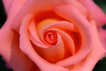 Fototapeta na wymiar Orange rose close up